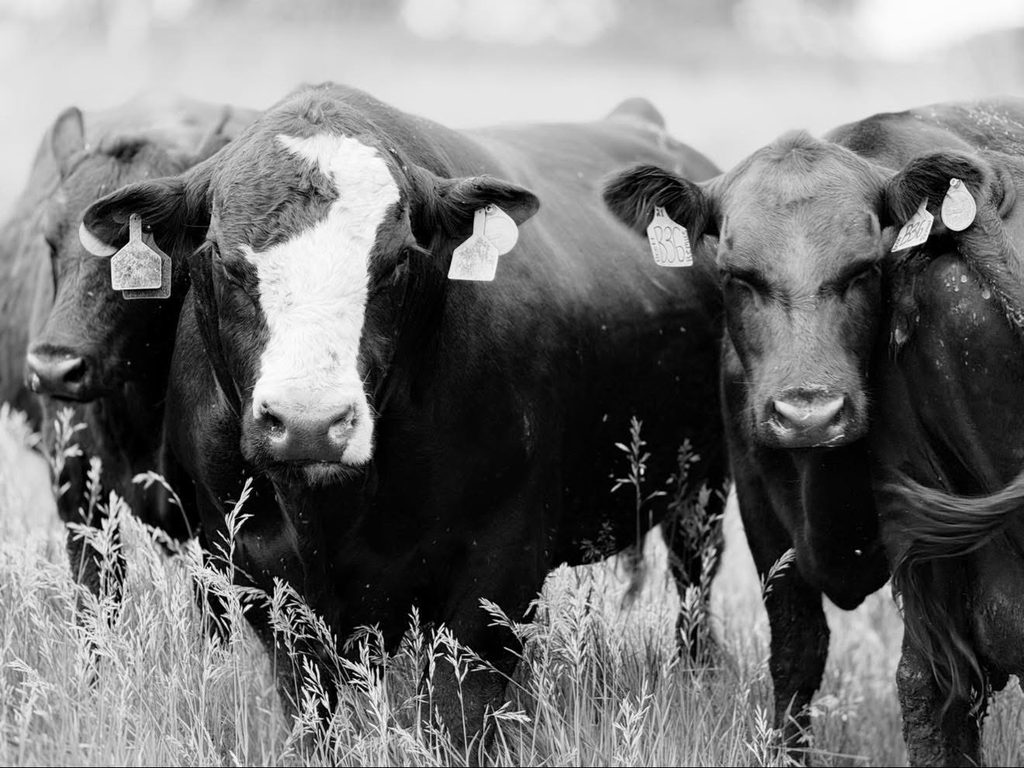 3 cows in black and white looking at the camera